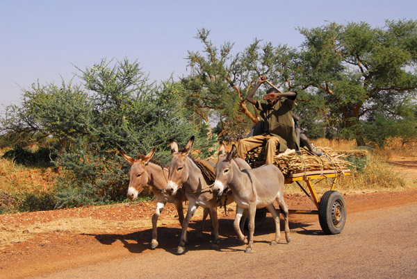 Triple donkey cart, Niger