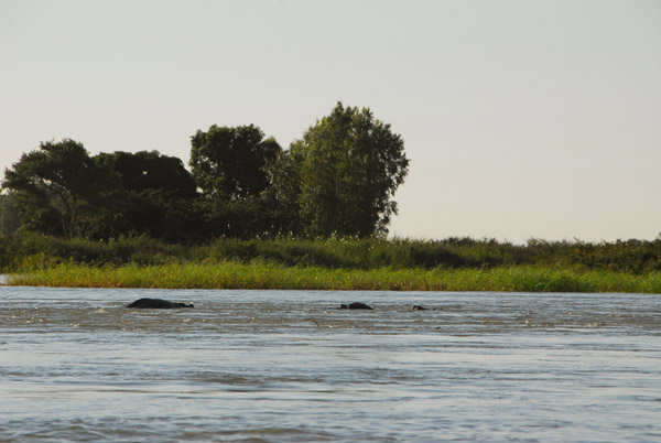 Finally! Wildlife! Hippos in the Niger River near Ayorou