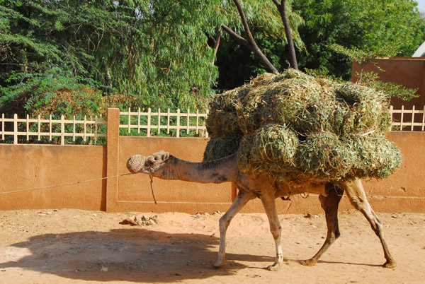A camel loaded just shy of the last straw