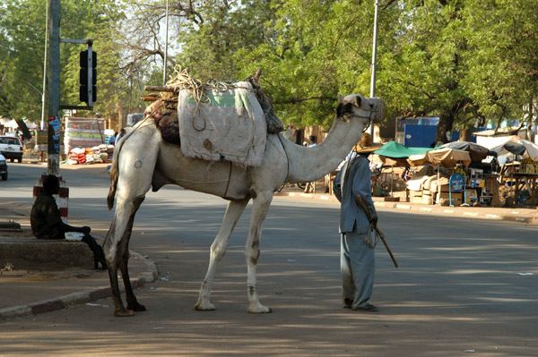 Camel in the streets of Niamey