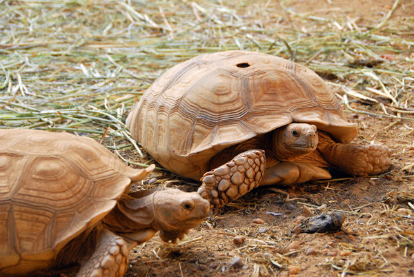 Tortoise, Niger National Museum zoo
