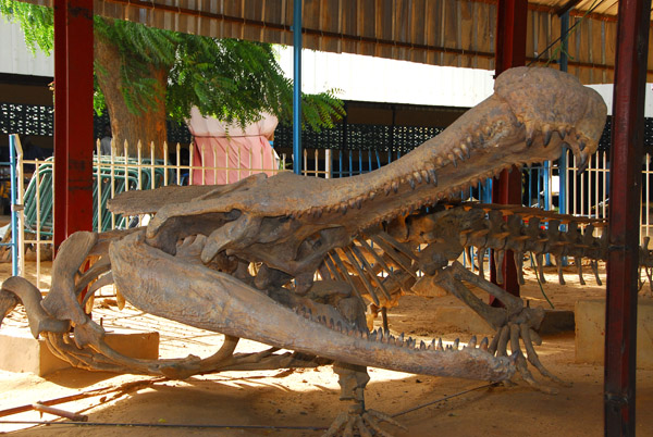 Sarcosuchus imperator - 100 million year old giant crocodile, Niger National Museum
