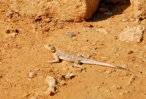 A little lizard, Niamey