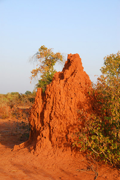 Termite mound, Niger