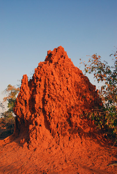 Termite mound, Niger