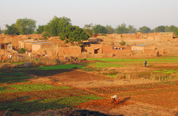 Tending crops by a village near Gaya, Niger