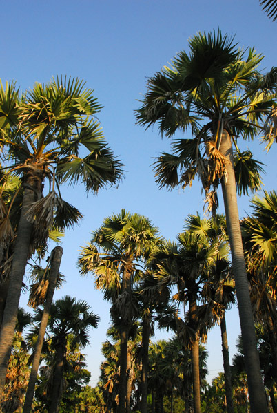Palms, Niger