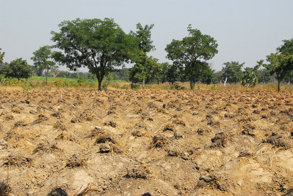 Yam field, Northern Benin