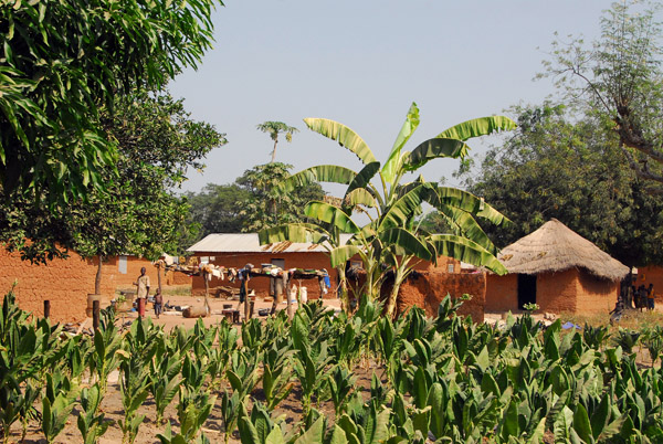 Crops growing in the village