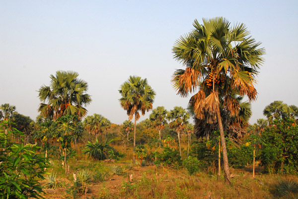Palm grove, Central Benin