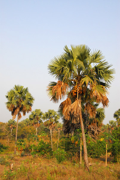 Coconut palms, Benin