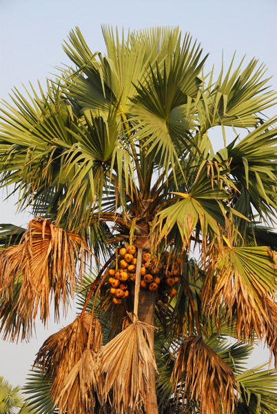 Coconut palm, Benin