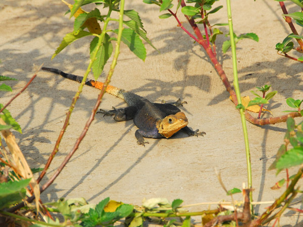 Lizard, Benin