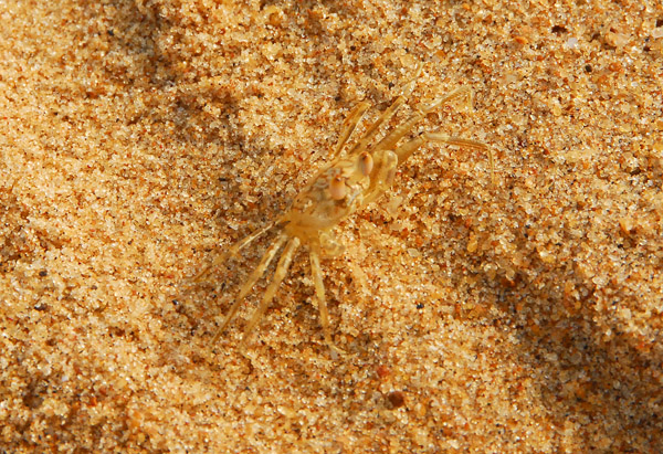Nearly invisible crab, Grand Popo, Benin