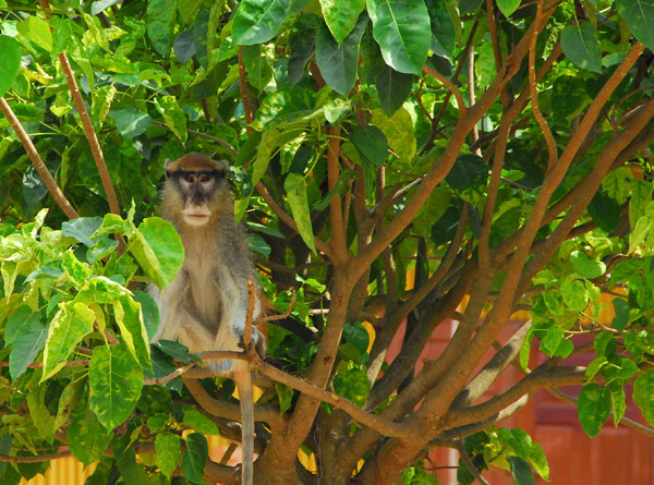 Hotel Carrefour Chez M has a very psychotic looking monkey chained to a tree