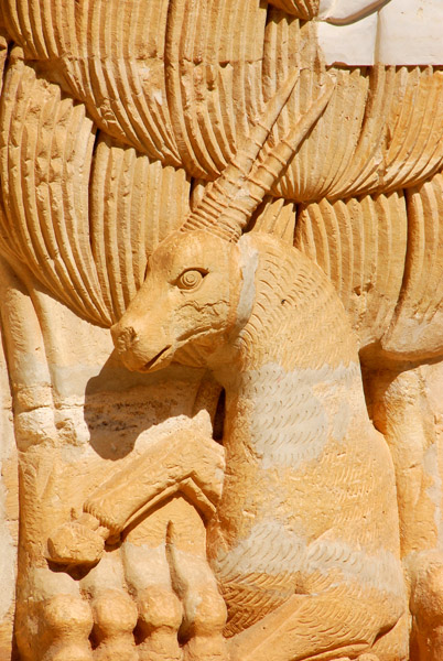 The lion is holding a gazelle (or oryx)