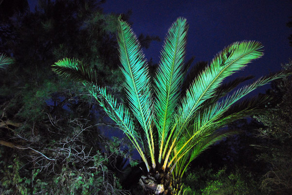 Palm tree illuminated at night, Palmyra
