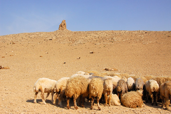 Flock of sheep behind the Western Necropolis, Palmyra