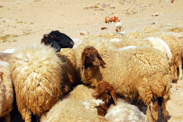 Sheep, Palmyra