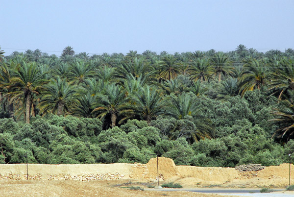 The oasis of Palmyra