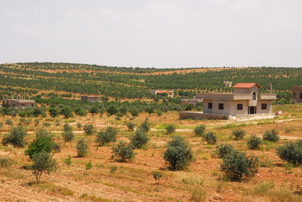 Olive orchards, Syria