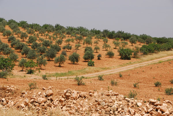 Olive orchards, Syria