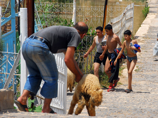 Man chasing a sheep while local boys return from swimming