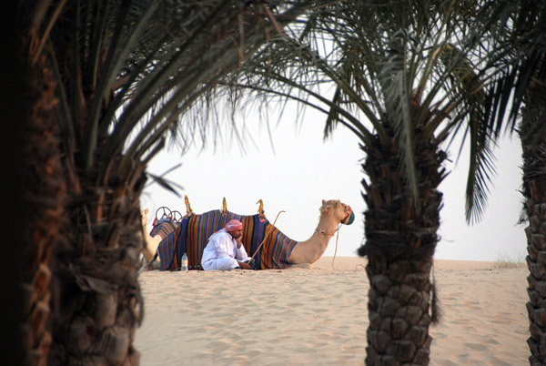 Camel, Bab Al Shams