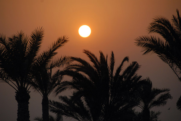 Sunset with palms, Bab Al Shams
