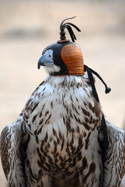 Falcon, Bab Al Shams