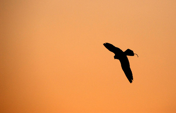 Falcon against the red sky at sunset, Bab Al Shams