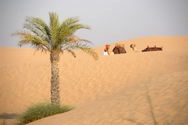 Camels and driver waiting in the dunes behind Bab Al Shams