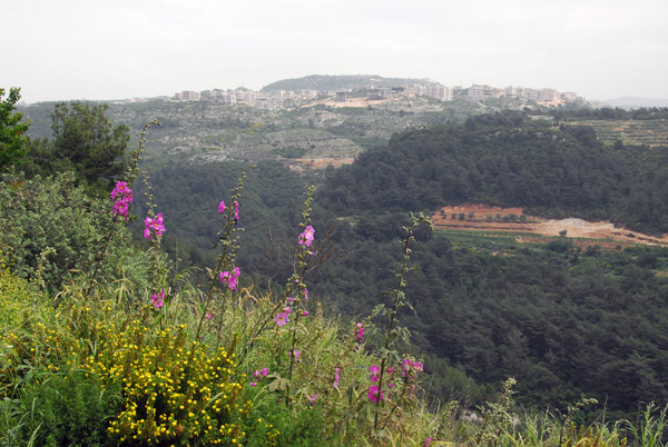 Wildflowers in the Syrian highlands between Salma and Slinfah