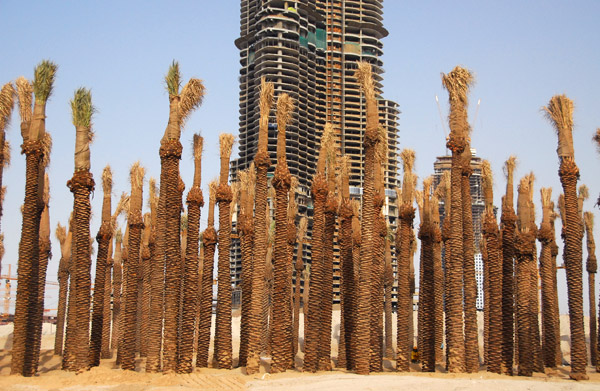 Palm trees waiting for planting, Burj Dubai
