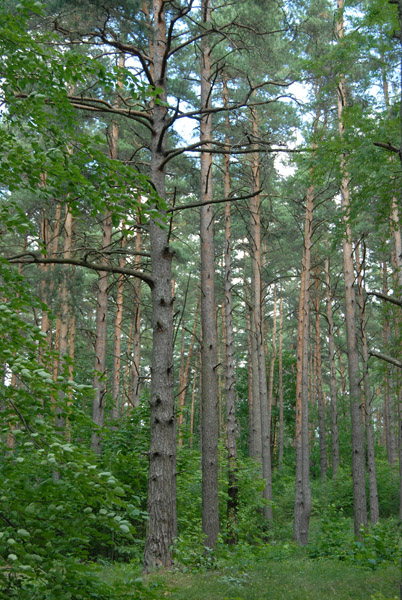 Forest around the Open-Air Museum
