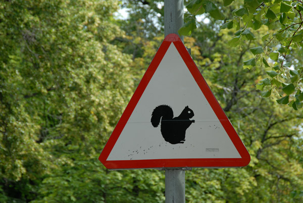 Squirrel crossing, Kadriog Park, Tallinn, Estonia