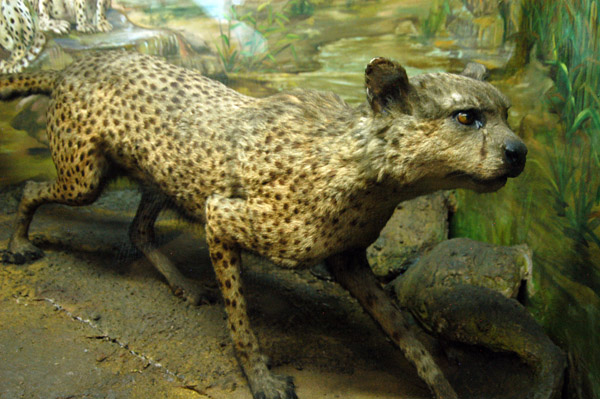 Decaying cheetah, Indian Museum, Calcutta (much of the natural history collection is in poor condition)