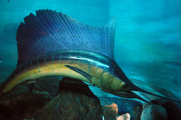 Swordfish, Indian Museum