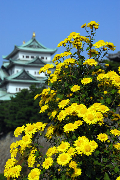 Kiku-no-hana Taikai (Chrysanthemum Exhibition) Nagoya