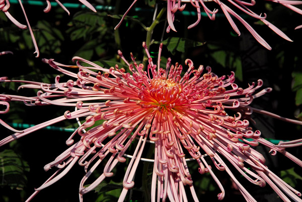 Kiku-no-hana Taikai (Chrysanthemum Exhibition) Nagoya