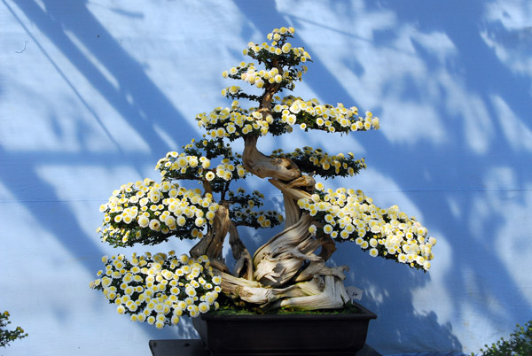 Bonsai tree, part of the Chrysanthemum Exhibition at Nagoya Castle