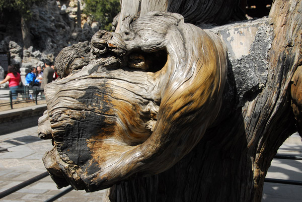 Twisted old tree, Imperial Garden, Forbidden City