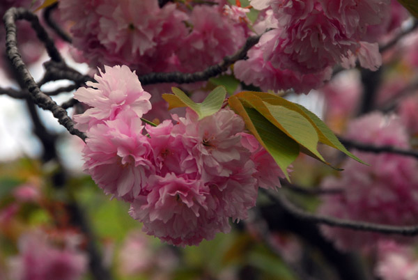 Cherry blossom season, Kamakura, Japan