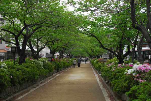 Tree-lined Wakamiya-dori leading from Tsurugaoka Hachiman-gu