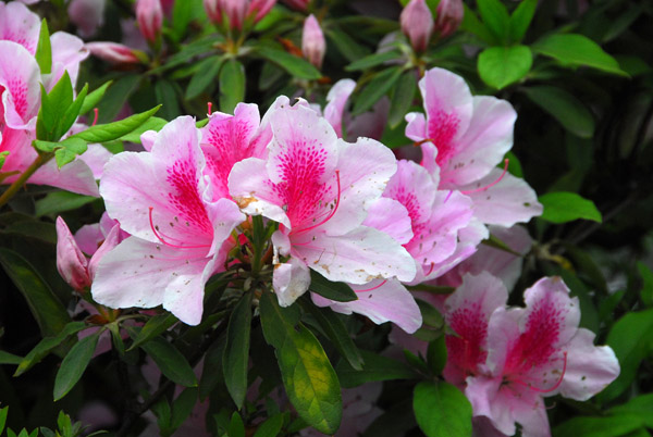 Flowers, Kamakura