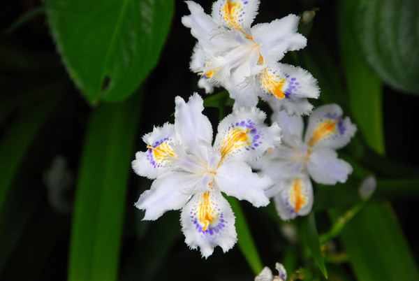 Flowers, Hase-dera Temple, Kamakura