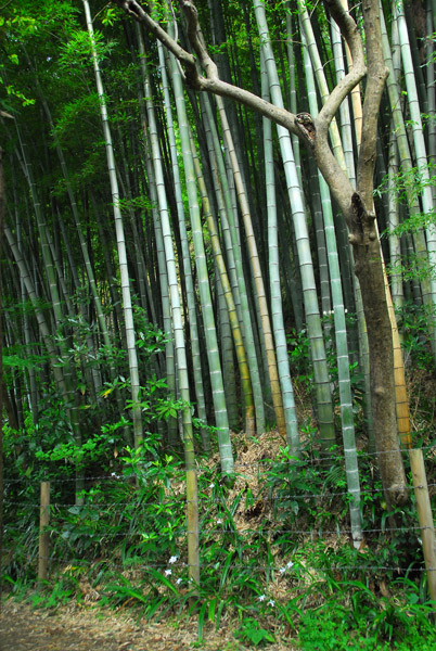 Daibutsu Hiking Course, Kamakura