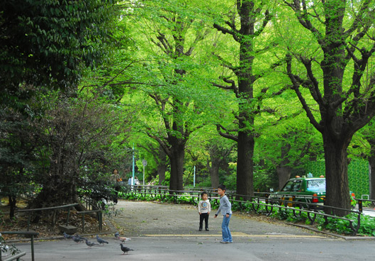 Tokyo - Yoyogi Park & Meiji Shrine