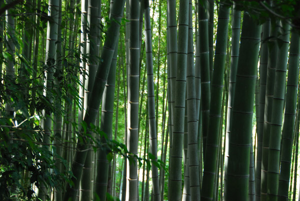 Bamboo grove, Kodai-ji Temple, Kyoto