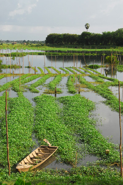 Flooded fields with a small boat